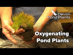 Oxygenating Pond Plants (Oxygenators)