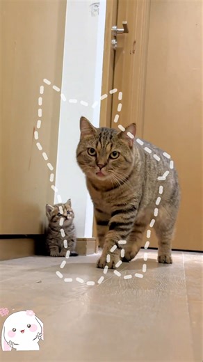 Why Cats Are Basically Aliens #catshorts #cute #funny