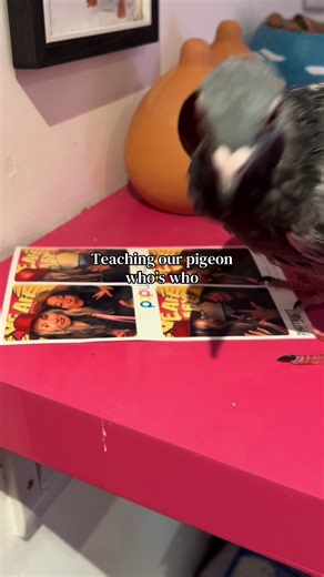 How to Train Your Pigeon: Tips and Techniques