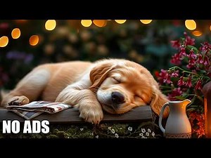 12 Hours Of Relaxing Music for Dogs 🐕Calming Music for Puppies🐾Gentle Melodies for Healing Sleep Aid