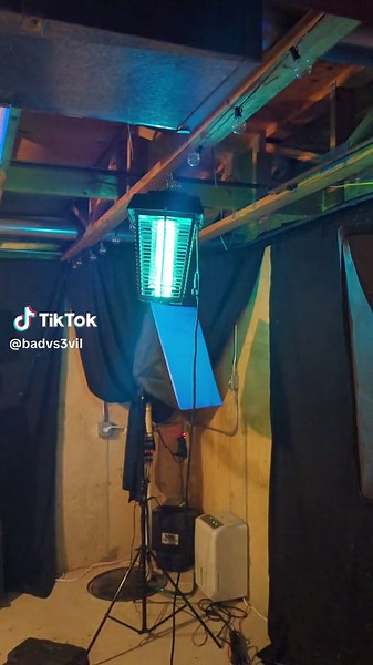 Yellow Jacket Wasps VS Big Bug Zapper! LMAO #wasp #wasps #yellowjackets #bug #bugzapper