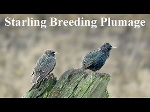 European Starling Iridescent Plumage | Breeding Plumage and Bill
