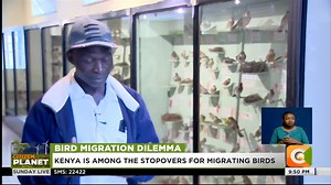 Bird Migration Dilemma: Climate change threatens bird migration rhythm Climate change has altered habitat conditions Birds migrate from Europe to escape the winter Kenya is among the stopovers for migrating birds Birds are key in seed dispersal and pollination #CitizenSundayLive Jeff Koinange | Citizen TV Kenya