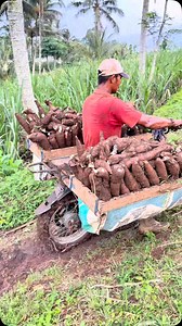 Sepeda motor modifikasi pengangkut singkong #singkong #reels #viral | Moeniv Moeniv