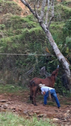 Videos de vaquero de corazon 💸🐎😶‍🌫️ (@juancarlosisazagi8) con “Navidad Broken Smoke - brokensmokee”