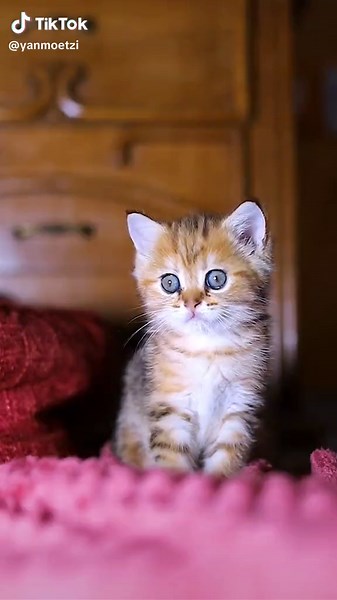 Cute Kitten Meowing: Adorable Moments to Brighten Your Day