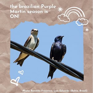 1K reactions · 236 shares | Brazilian Purple Martin season is ON!...