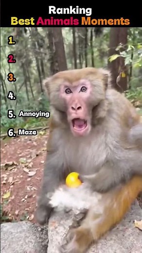 Wild Animal Funniest Moments Ranking😂😂