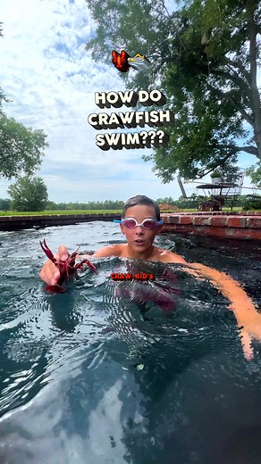 CRAW-KID HAS CRAWFISH FACTS FOR ALL OF YOU 🦞This is some of the coolest footage we’ve gotten yet! Crawfish swim using their abdomen and tail. They propel themselves backward by flexing and extending their tail muscles, creating a thrust that propels them through the water. They move in a series of quick and jerky motions, using their muscular abdomen to steer and navigate.#crawfish #animalfacts #crawkid #louisiana #cajun | Louisiana Crawfish Company