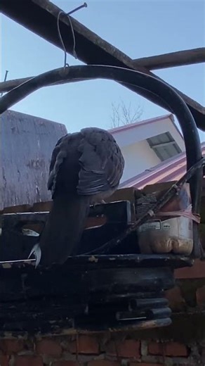 Turtledove Calling Female – Fast Response!