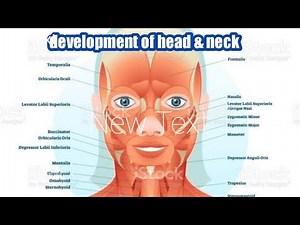 development of head & neck embryology lecture completed
