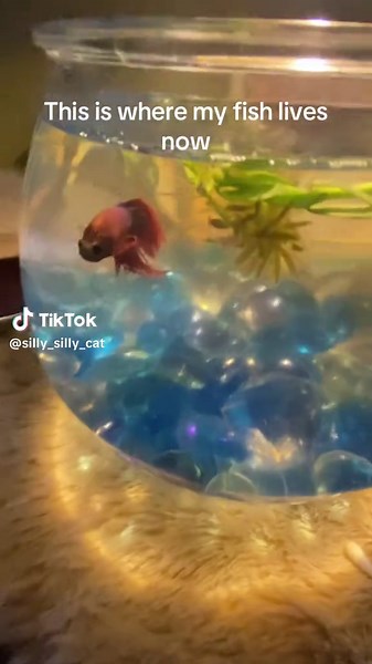 silly_silly_fish on TikTok