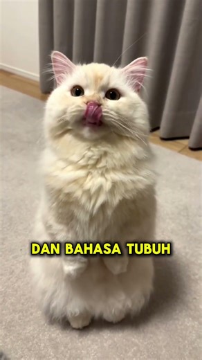 KUCING BISA TAHU KITA SEDANG SEDIH?! 🐱❤️ #faktaunik #faktadunia #fakta #viral #faktamenarik #facts