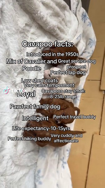 Alliespuppies on TikTok