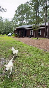 Don’t forget to do this with your puppy! 🤔 Most people jump straight into training commands without building the foundation first. But watch what happens when you do this step that everyone skips - these puppies can’t even see me 250 feet away, but they drop everything to find me. Here’s what most people forget: You have to build VALUE before you can expect compliance. ✅ Capture good behaviors - Reward every natural sit, look, or good choice ✅ Become the food source - All meals and treats come 