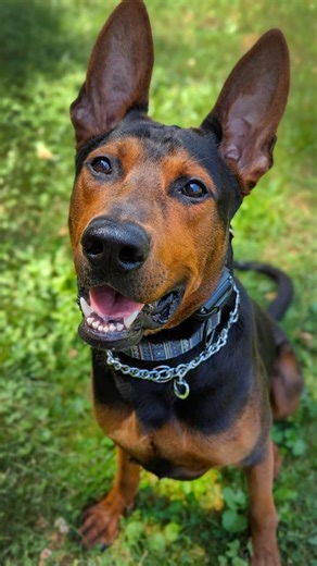 Chinese Red Dogs USA Breeder on Instagram: "TAKE ME HOME FOR CHRISTMAS 🎁 🎄 Red is a trained, one-year-old Chinese Red Dog whose placement recently reopened due to a change in buyer circumstances. He's ready to transition into the right home for Christmas! Red is a moderate, balanced young adult with a clear head and solid foundation. He is best suited for a structured home. He has completed a full DNA health panel and comes from what is widely regarded as the second-best pairing produced world