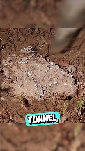 He Poured Molten Aluminum Into an Ant Hill 😳 (@anthillart/IG)