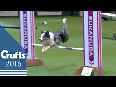 Agility - Championship Final | Crufts 2016