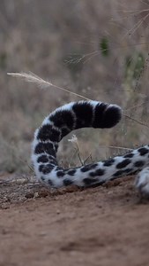 When it comes to big cats, watch the tail, it tells the story before anything else does. 🐆 This female leopard’s tail-tip was flicking fast, a clear sign she was tense and on edge. Moments later, a male’s deep territorial roar echoed through the bush, confirming she had every reason to be alert. Tail behavior in leopards is fascinating: - Fast tip flicks = heightened alertness, irritation, or decision-making - Slow sweeps = calm focus, often during stalking - Thrashing or lashing tail = agitati