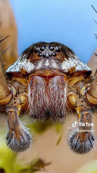 Rare Encounter with a Raft Spider in the UK