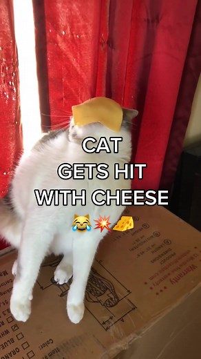 Cat Cheese Challenge Goes Viral on CatTok