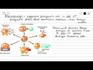 Lymphatic Cells