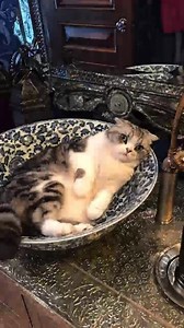 WELL WELL WELL you all really went out and left my greatest expectations in shambles this week. 😆 Word on the street is you made Fearless (my version) the biggest country album first week of the last 6 years and the top release of 2021 so far. Honestly??? How?? Did I get this lucky???? I wanted to say thank you to you so today I will be addressing a very pressing issue. 🐈🐈‍⬛❓ | Taylor Swift