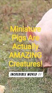 Miniature Pigs Are Actually AMAZING Creatures!