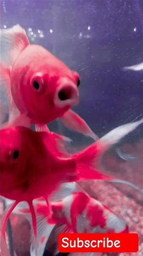 #funny #memes #youtubeshorts #shortvideo #trending #viralvideo #comedy #fish #fishing