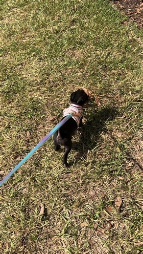 My 9 week old Boston Terrier Pug mix finding her first stick #bugg #bostonterriers #pug #pugs #puppy #puppiesoftiktok #puppytiktok