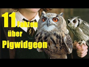 11 FAKTEN über PIGWIDGEON 🦉