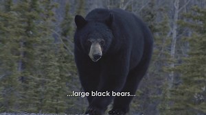 20 reactions | What extraordinary wildlife call Ketchikan, Alaska home? Explore now with Jeff Corwin! | Ocean Treks with Jeff Corwin | Facebook