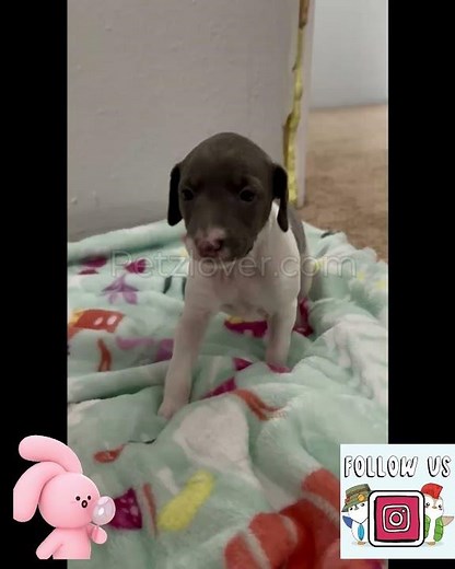 Girl – a beautiful Female Italian Greyhound puppy looking for her forever family!