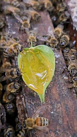 Honey Bees Feast on Sweet Nectar from a Flower Bud