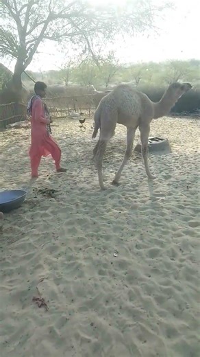 Cute Baby Camel Playing in the Desert | Adorable Camel Calf Fun Moments 🐪