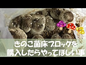 きのこ菌床ブロック【間引き篇】