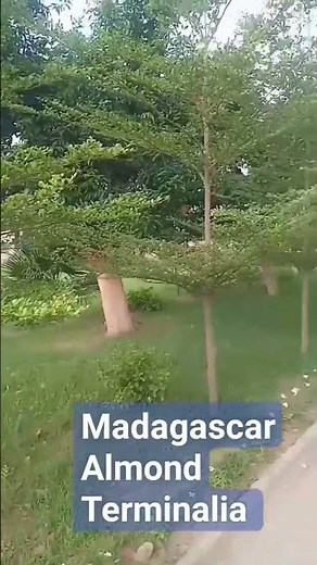 Terminalia mantely Madagascar Almond #fact #biologynotes #gardenplants #plant #biologylecture