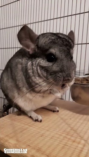 Angry chinchilla! (watch until the end) #chinchilla