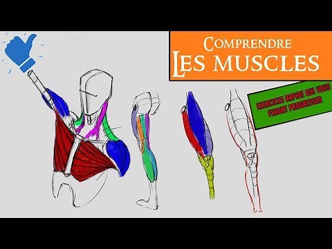 Dessin comprendre les muscles