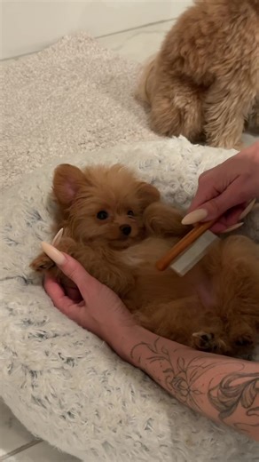 #pomapoobreeder #pomapoobarney #pomapoopuppy | pomapoo dogs