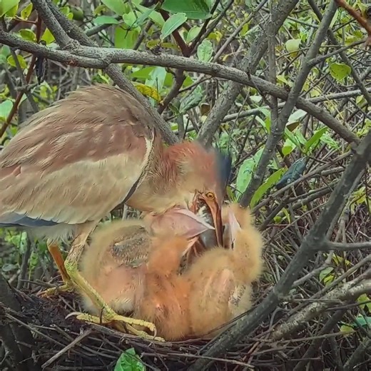 6.5K views · 513 reactions | Baby Birds Compete Each Other To Snatch Out Food | Review Bird Nest | Facebook