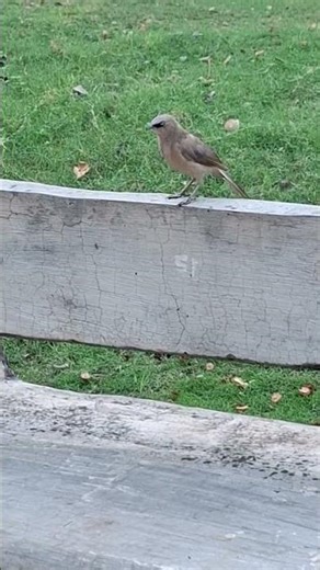 Beautiful bird in the garden identification made simple #gardenbird #backyard #ytshorts #birds