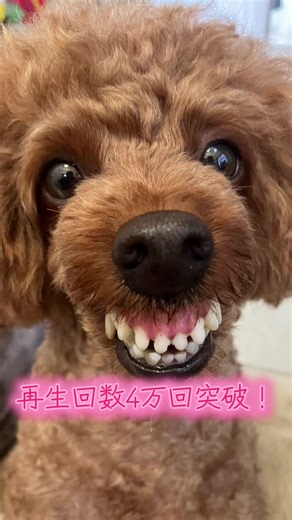 歯茎モンスターえるもくんの人気急上昇！