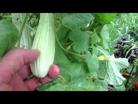 Growing Cucumbers: Introducing the Armenian Cucumber