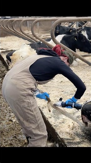 🐄💡 Farm Hygiene 101: How Tail Trimming Keeps Cows Clean & Boosts Milk