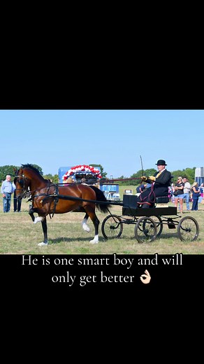 #smithsstud #fyp #charlie #stallion #welshd