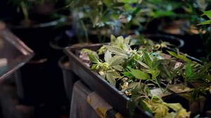 This is how the pot garden grows