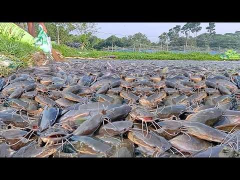 Lele Liar Kalap! Serangan Brutal Saat Makan Pelet: