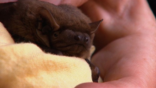 Britain's largest bat