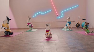 A healthy pet is a happy pet. Especially in 80’s aerobics wear. 🕺 | Edgard & Cooper